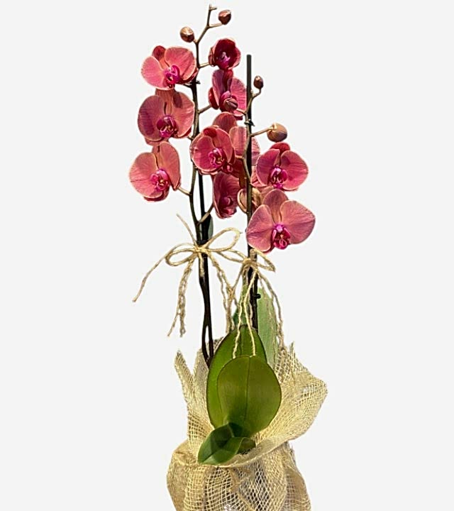 Çift Dallı Gül Kurusu Orkide