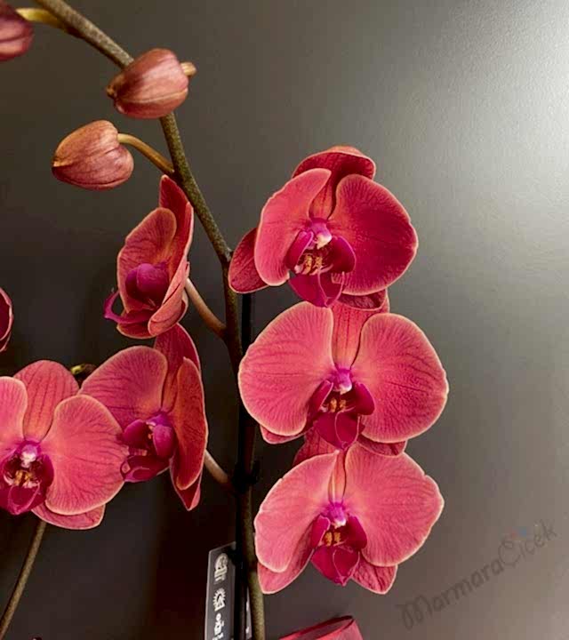 Çift Dallı Gül Kurusu Orkide
