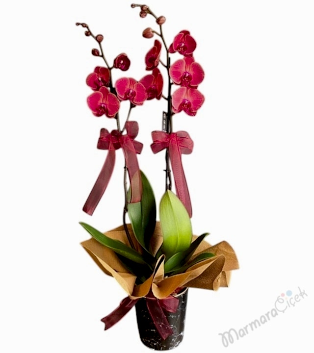 Çift Dallı Gül Kurusu Orkide