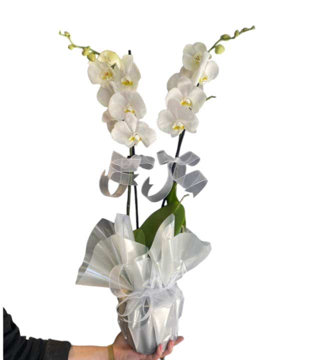 Çiftli Beyaz Orkide