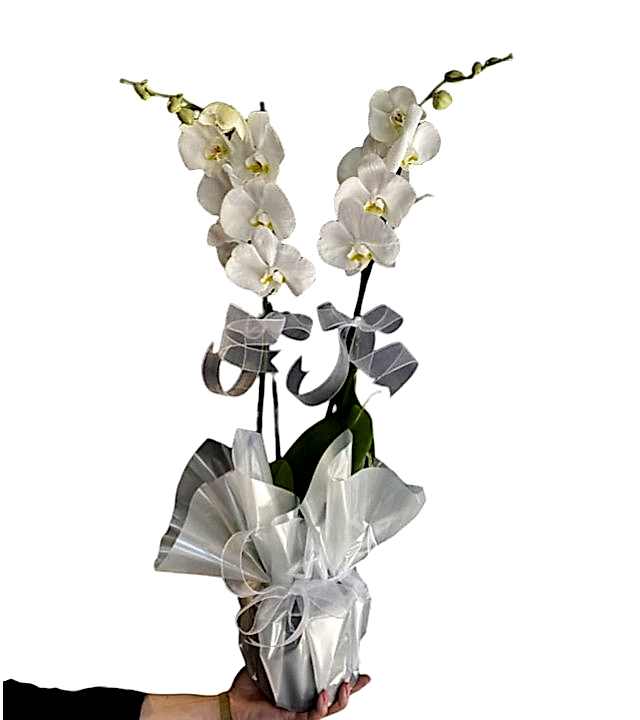 Çiftli Beyaz Orkide