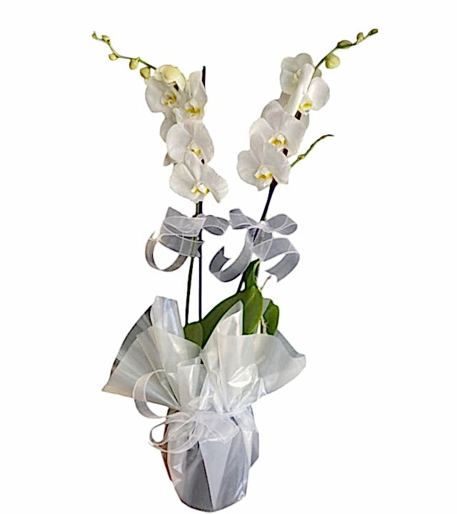 Çiftli Beyaz Orkide