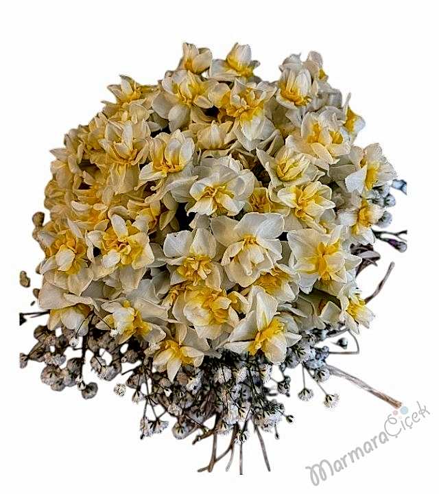 Mis Kokulu Nergis ( Narcissus ) Aranjman