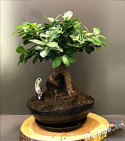 Seramikte Köklü Bonsai