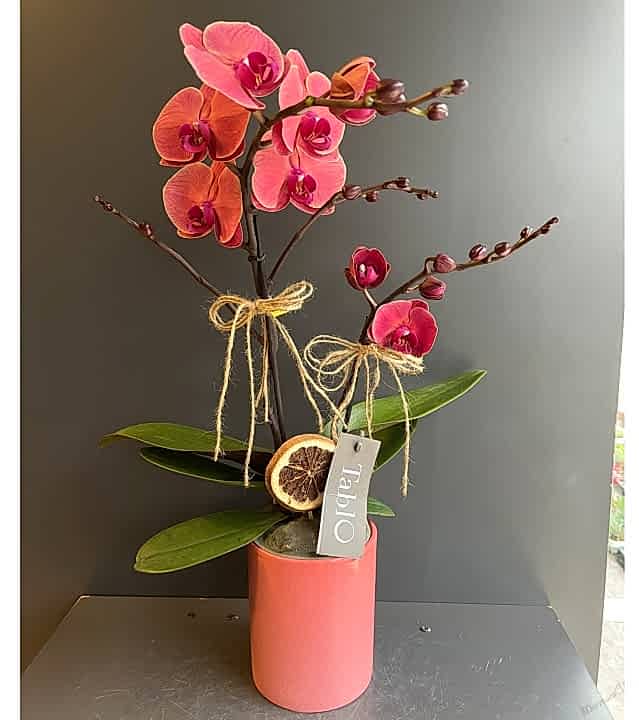 Somon Çiftli Özel Orkide