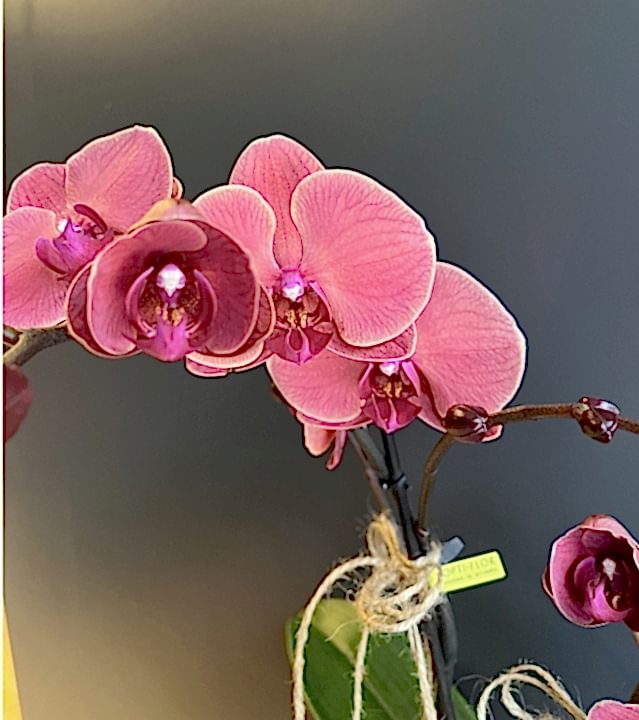 Somon Çiftli Özel Orkide