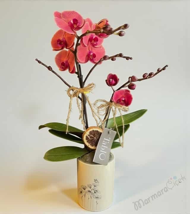 Somon Çiftli Özel Orkide