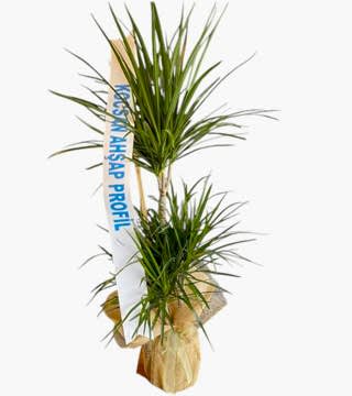 3'lü Dracena Marginata Fuar Aranjman