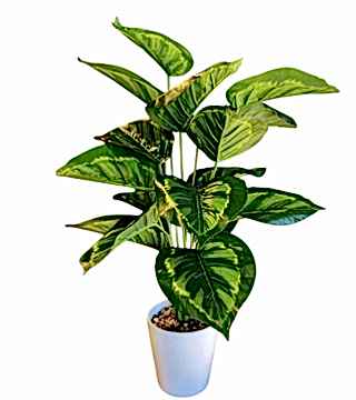 Yapay Calathea Dua Çiçeği