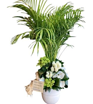 Areka Saksı Aranjman