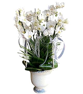 Beyaz Orkide Şöleni