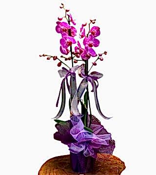 Albenili Mor Orkide