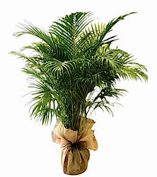 Areka (Dypsis Lutescens)