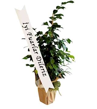 Benjamin Fuar Bitkisi