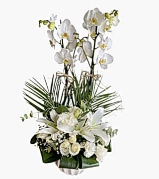 Beyaz Orkide Aranjman