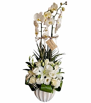 Beyaz Orkide Aranjman