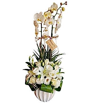 Beyaz Orkide Aranjman