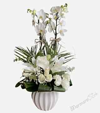 Beyaz Orkide Aranjman