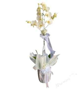 Beyaz Orkide