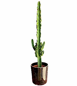 Büyük Eforbia Kaktüs