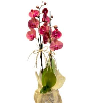Çift Dallı Gül Kurusu Orkide