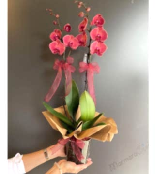 Çift Dallı Gül Kurusu Orkide
