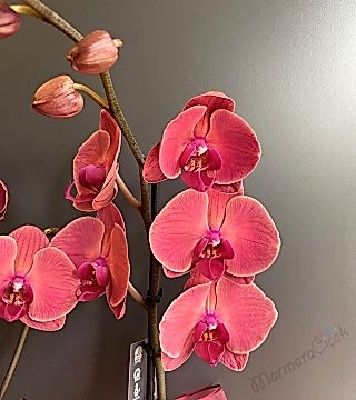Çift Dallı Gül Kurusu Orkide