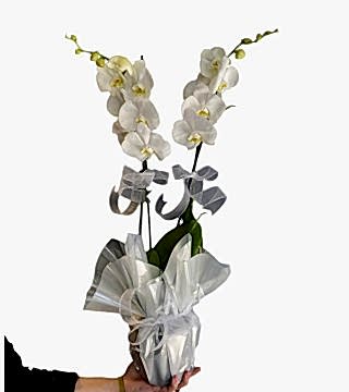Çiftli Beyaz Orkide