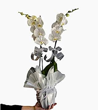 Çiftli Beyaz Orkide