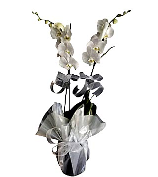 Çiftli Beyaz Orkide