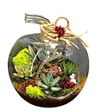 Elma Teraryumda Sukulentler