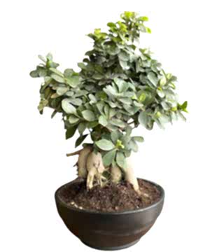Ficus Ginseng  Bonsai 