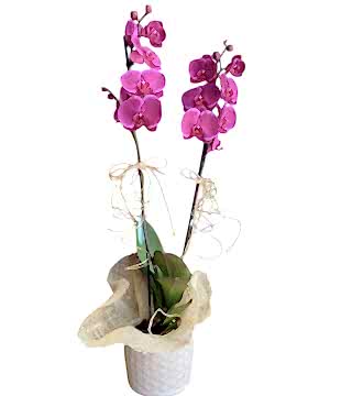 Seramikte Fuşya Orkide