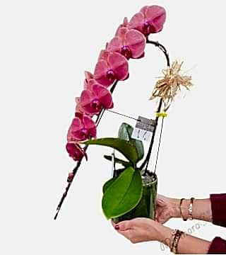 Gül Kurusu Şelale Orkide 