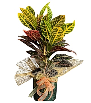 Kreton Saksı Çiçeği