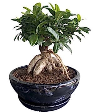 Midi Boy Bodur Bonsai