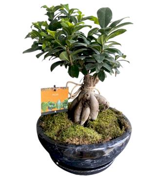 Bodur Ficus Bonsai Bitkisi