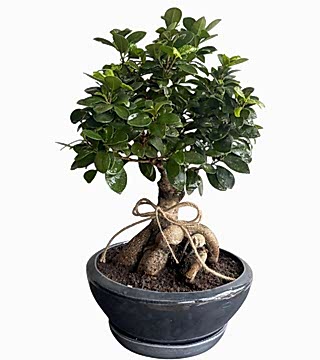 Midi Boy Ficus Bonsai 