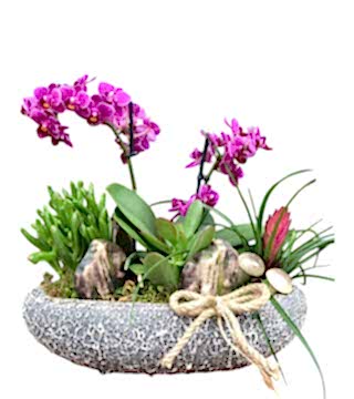 Seramikte Bodur Orkide