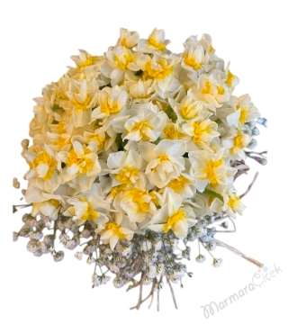 Mis Kokulu Nergis ( Narcissus ) Aranjman