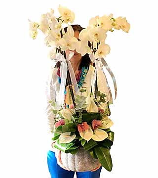 Sade Orkide Aranjman