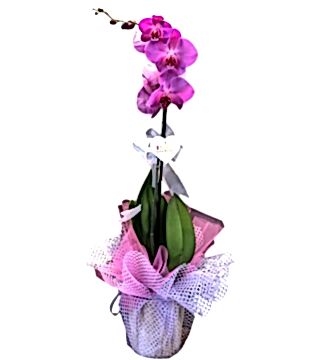 Tekli Mor Orkide