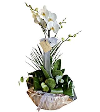 Phalaenopsis Çatallı Orkide