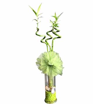 Üçlü Şans Bambusu