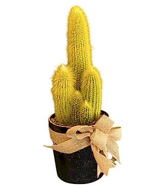 Sarı Kaktüs