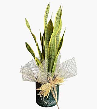 Senseveria Paşa Kılıcı Saksı Çiçeği