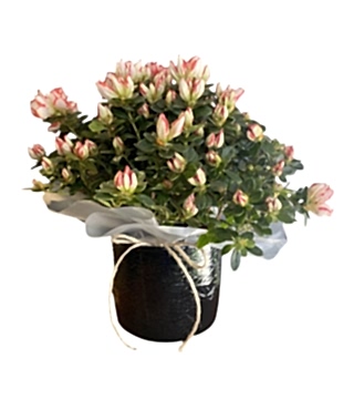 Seramikte Pembe Kırçıllı Açelya