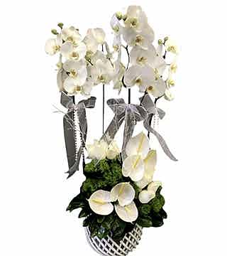 Şık Seramikte Orkide Aranjman