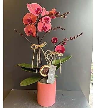 Somon Çiftli Özel Orkide