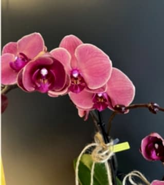 Somon Çiftli Özel Orkide